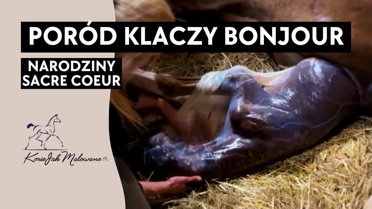 Poród klaczy Bonjour Cherie - musiałam ciąć