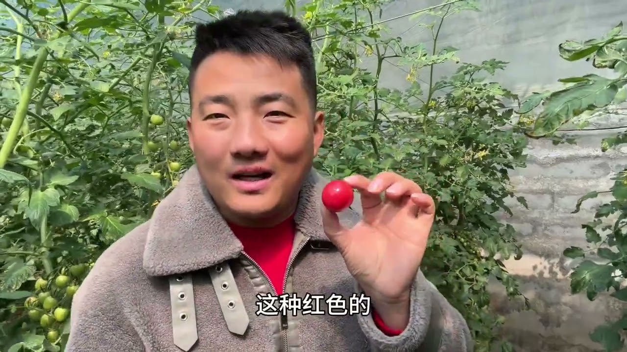 媳妇给了十万创业资金，老公竟直接拿去包大棚，品种多到不敢相信！#新农人计划2026 #抖音新农人