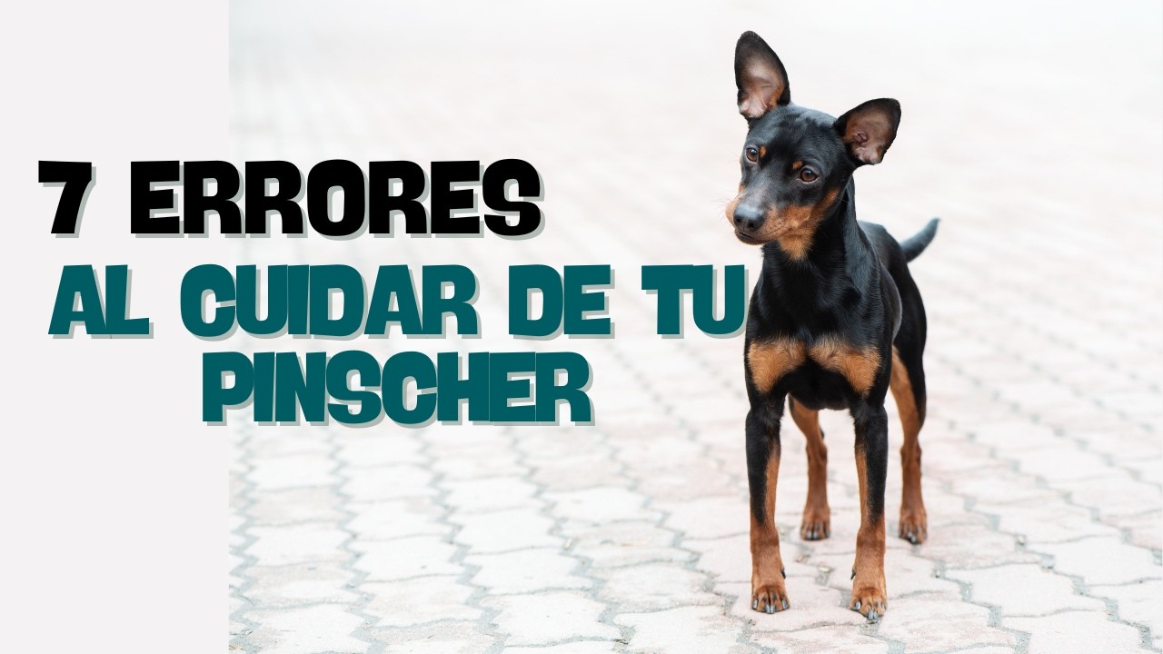 7 Errores que Podrían Estar Afectando la Salud de tu Pinscher 🐕 y Cómo Evitarlos