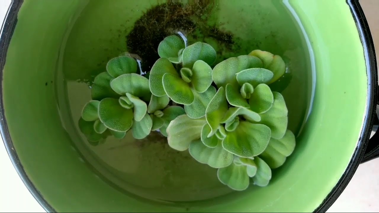 How to grow water cabbage/ Water lettuce /Pistia / जलकुम्भी लगाने का आसान तरीका 100% सफ़लता मिलेगी ।
