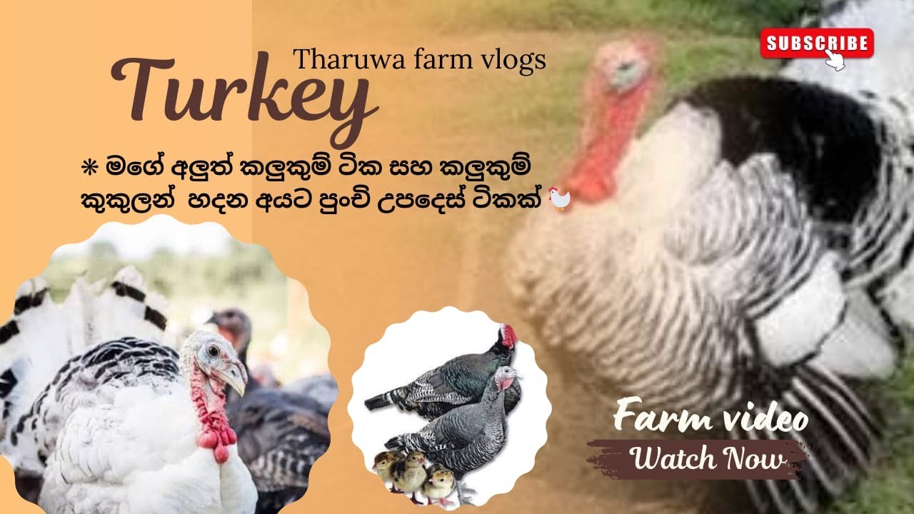 කලුකුම් පාලනය සහ කලුකුමා ගැන විස්තර ටිකක් බලමු 🦃