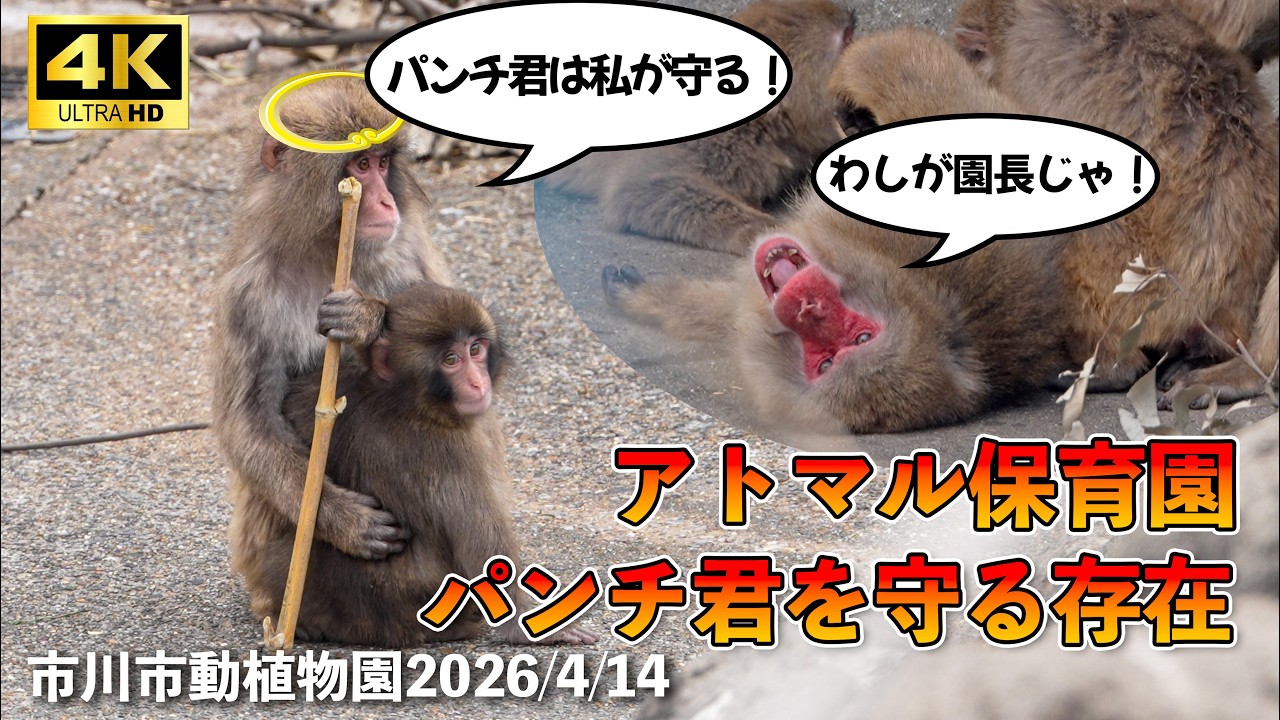 【4K】パンチ君を守る存在とアトマル保育園　市川市動植物園 Ichikawa Zoo Monkey Punch & Atomaru 2026年4月14日