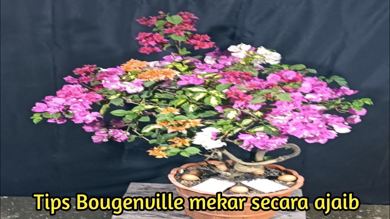 Lakukan cara ini Bougenville mekar secara ajaib ll Tipis berbunga Bougenville.