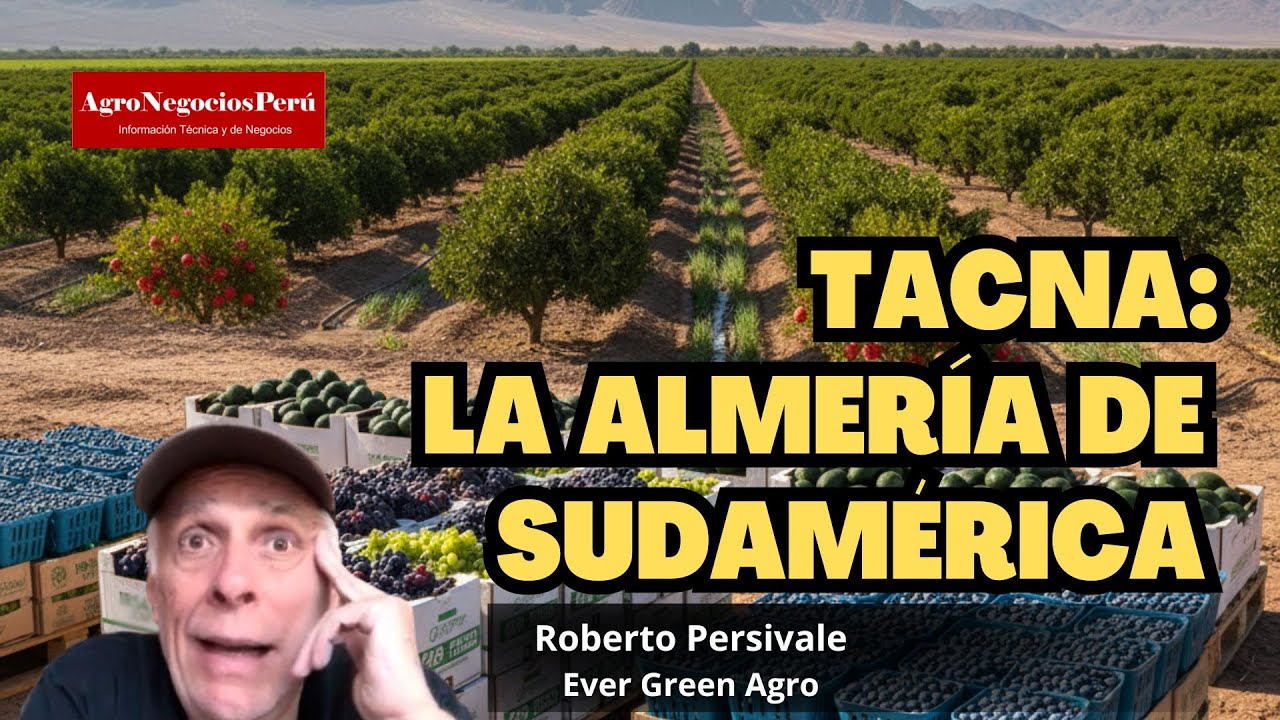 TACNA: se está convirtiendo en la Almería de Sudamérica