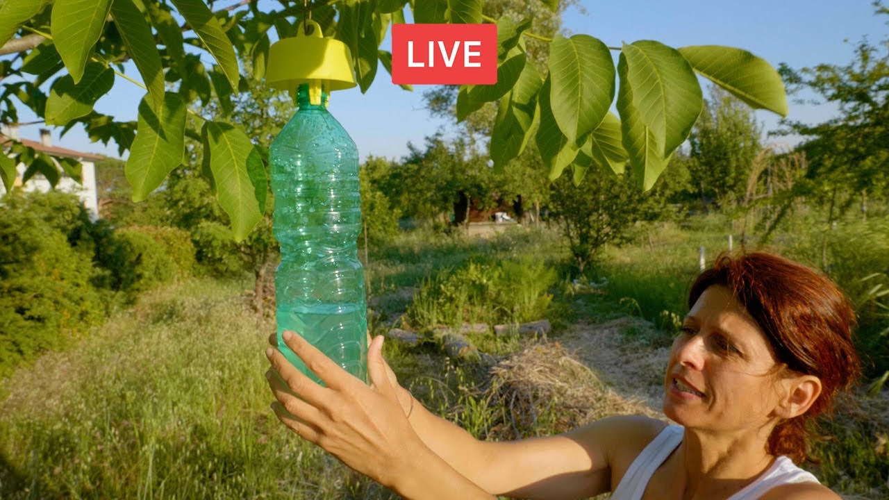 Salva il tuo FRUTTETO. Rimedi per la MOSCA DELLA FRUTTA e BUONE PRATICHE 🔴