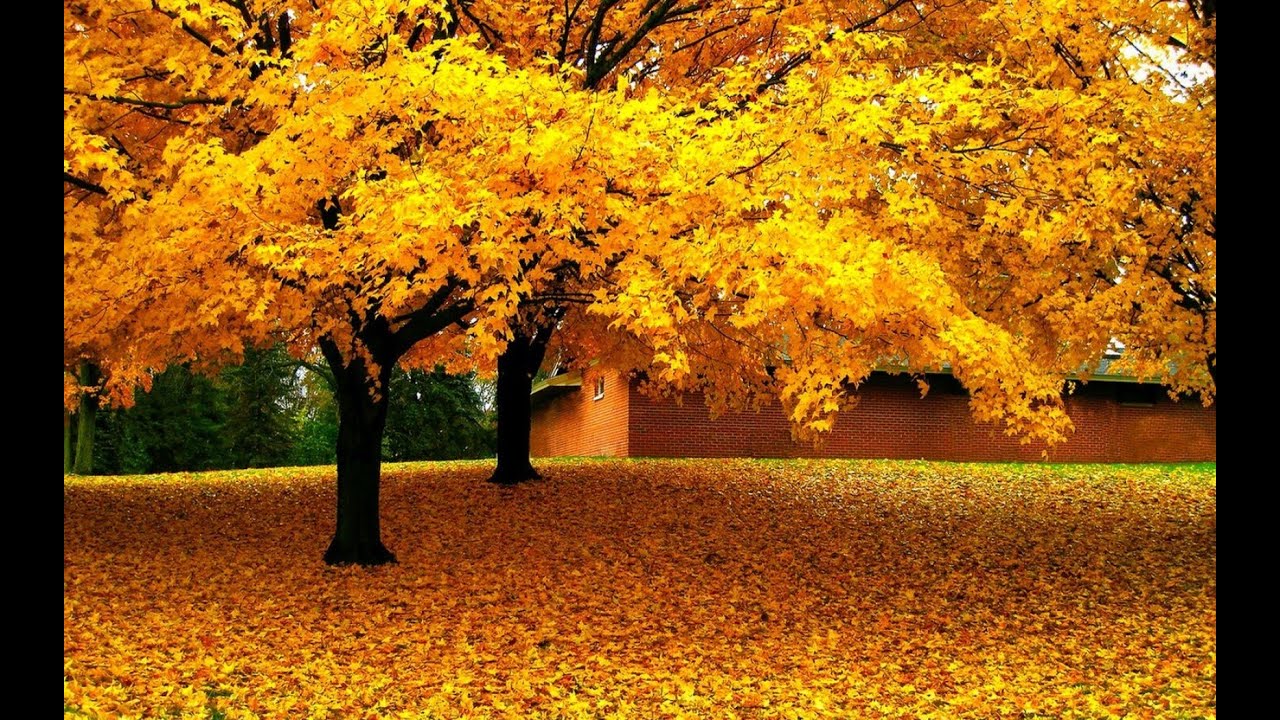 Тирамохи заррин. Душанбе \ The golden autumn. Dushanbe