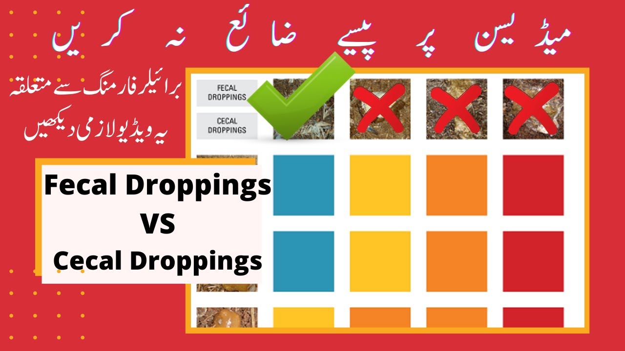 Poultry Loose Droppings | Wet Droppings in Poultry | Fecal Droppings Vs Cecal Droppings