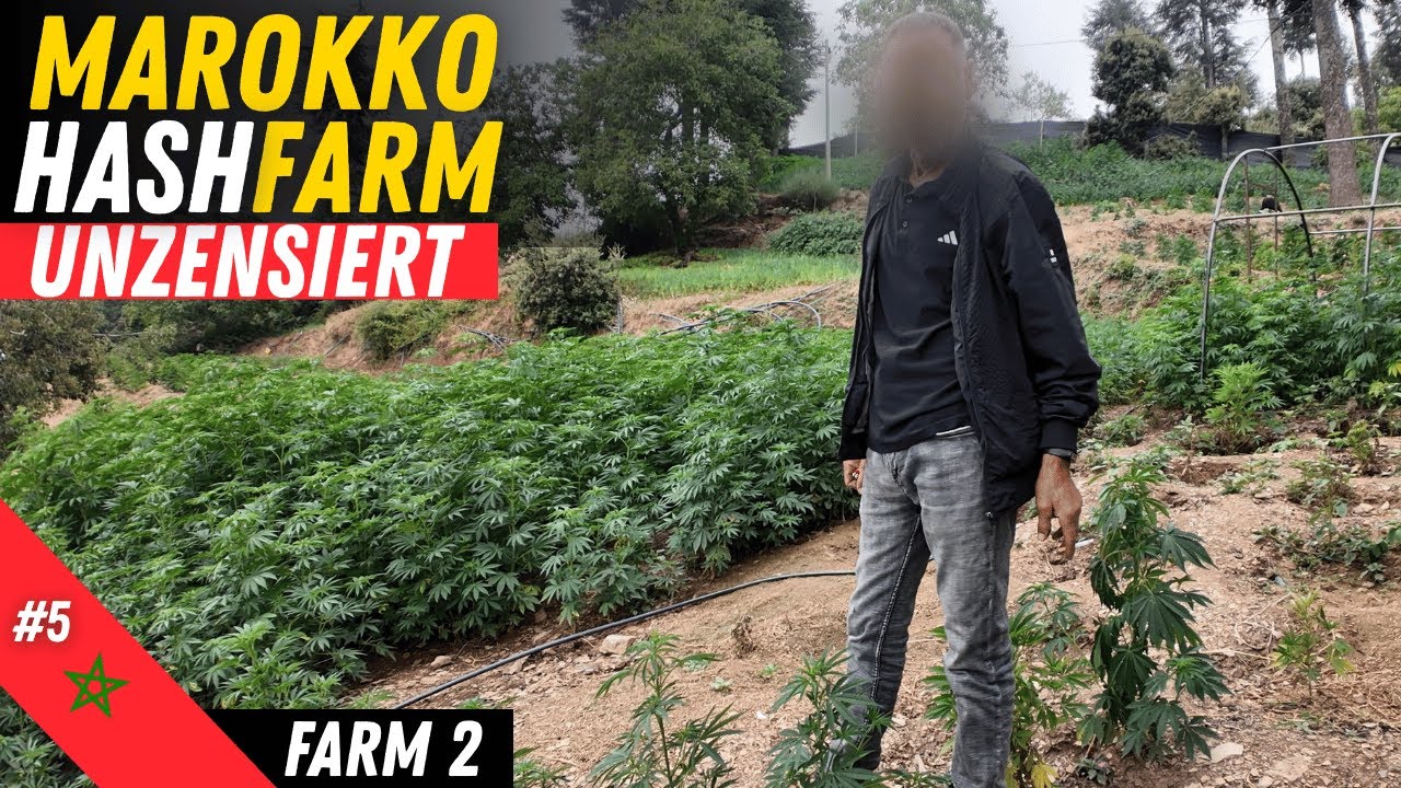 Hash Farm in Ketama &ndash; Unterwegs im Rif-Gebirge von Marokko (DOKUMENTATION)