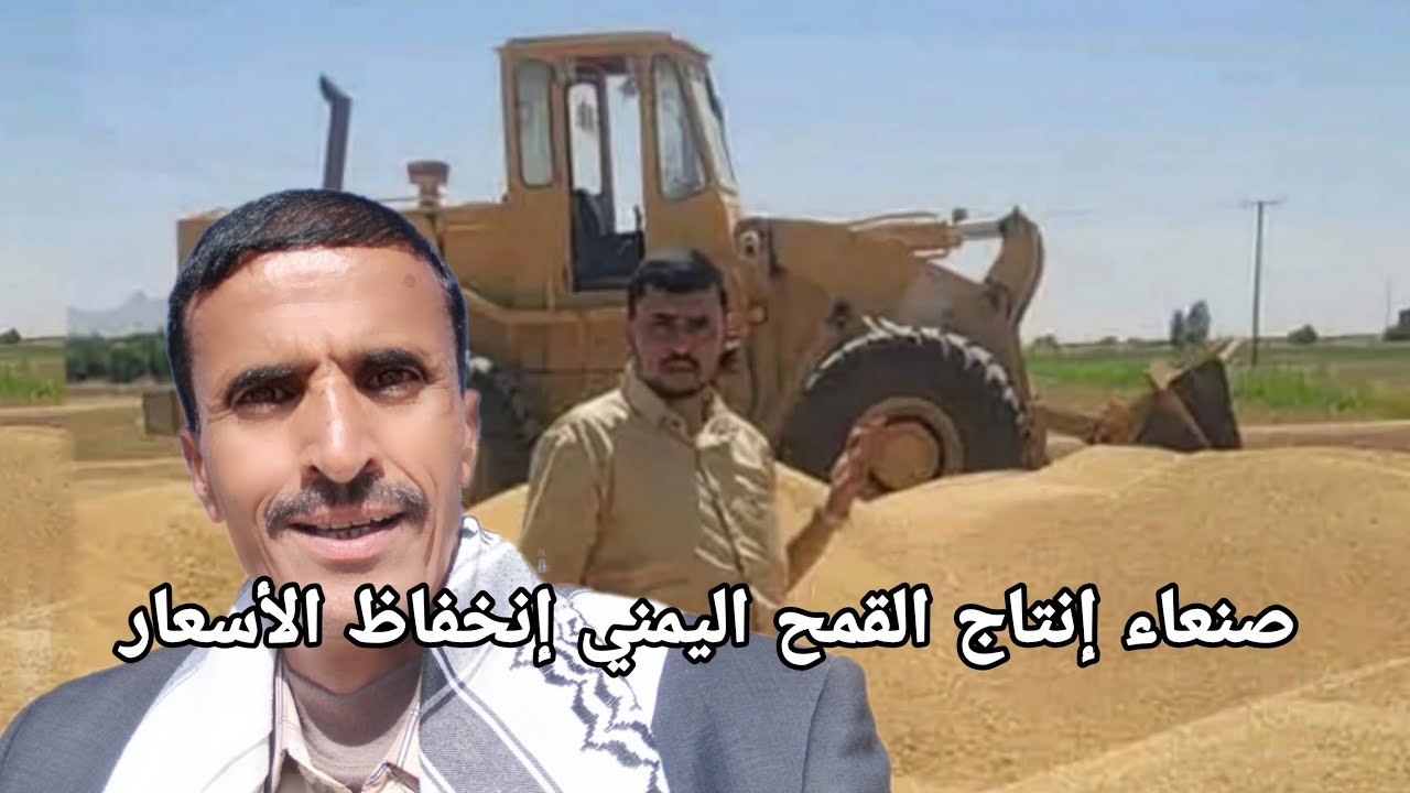 اليمن حصاد القمح المحلي آلاف الاطنان مزارع الجوف الاكتفاء الذاتي سلطات صنعاء سعر الكيس القمح اليمني