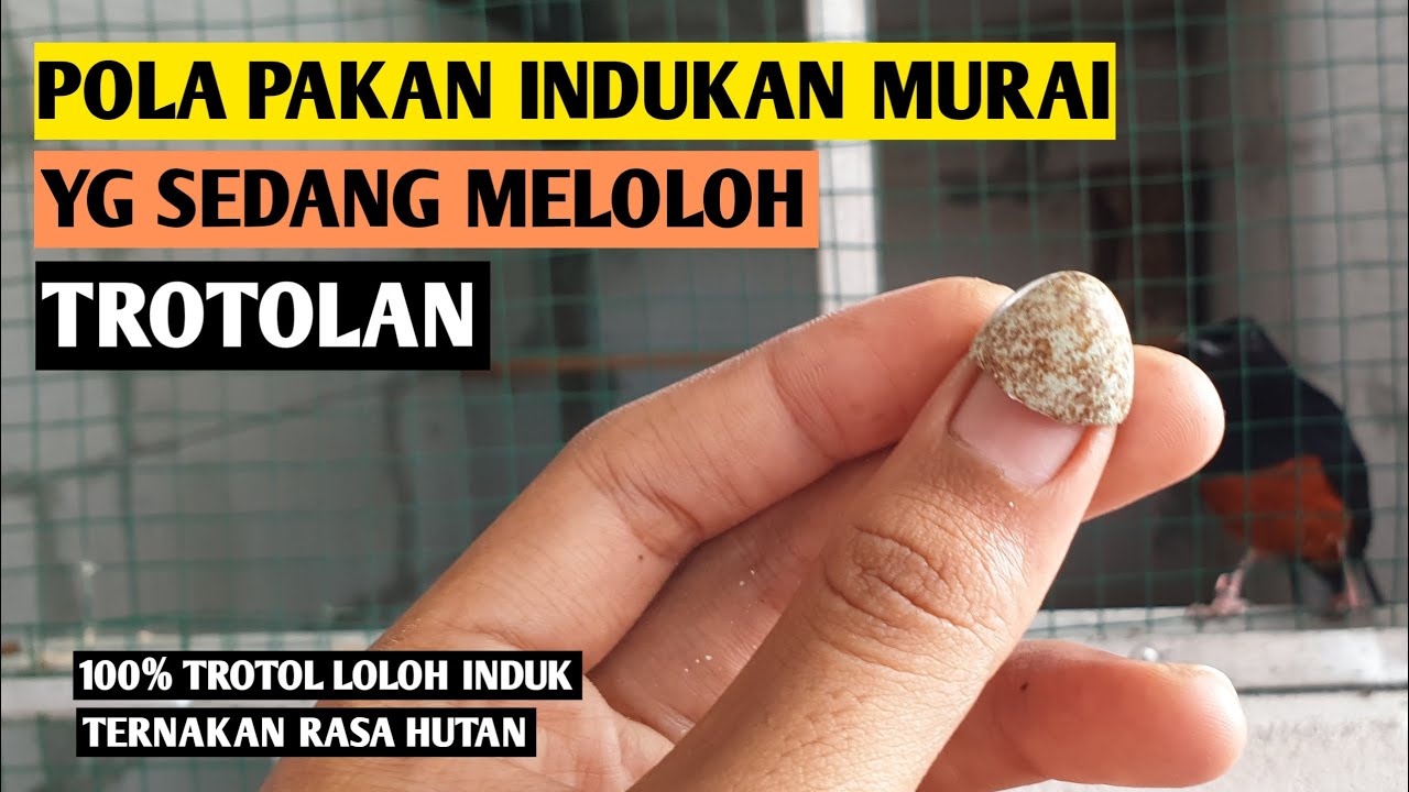 MENU PAKAN INDUK MURAI BATU WAKTU MELOLOH !! TERNAK MURAI BATU PEMULA !!