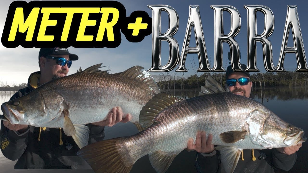 Ловля гигантской баррамунди в лесной плотине Питера Фауста с помощью Active Target/Livescope