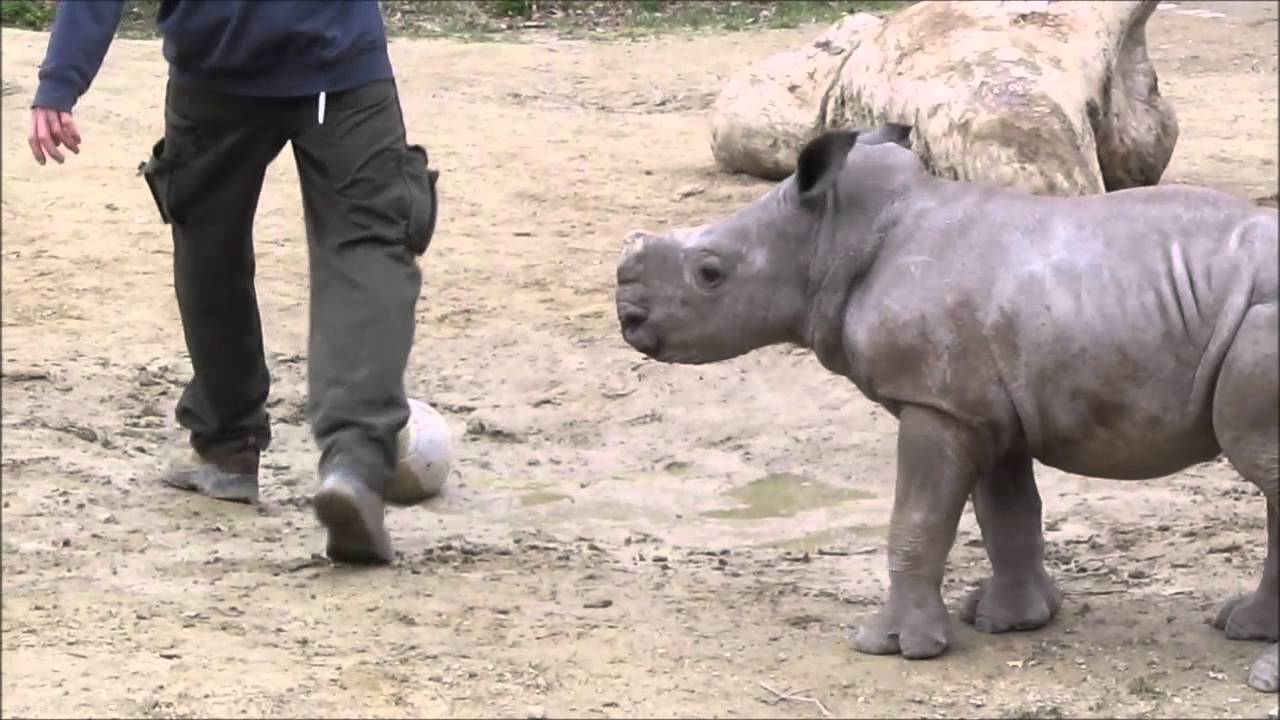 Hand-reared white rhino calf Kibo