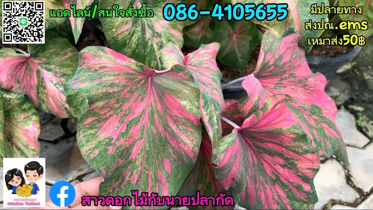 Ep.63📌วันนี้มาพูดคุยเรื่องบอนสีและมีบอนสีมาแบ่งอีกเช่นเคย#สวนบอนสีพงษ์พฤกสา ☎️086-4105655