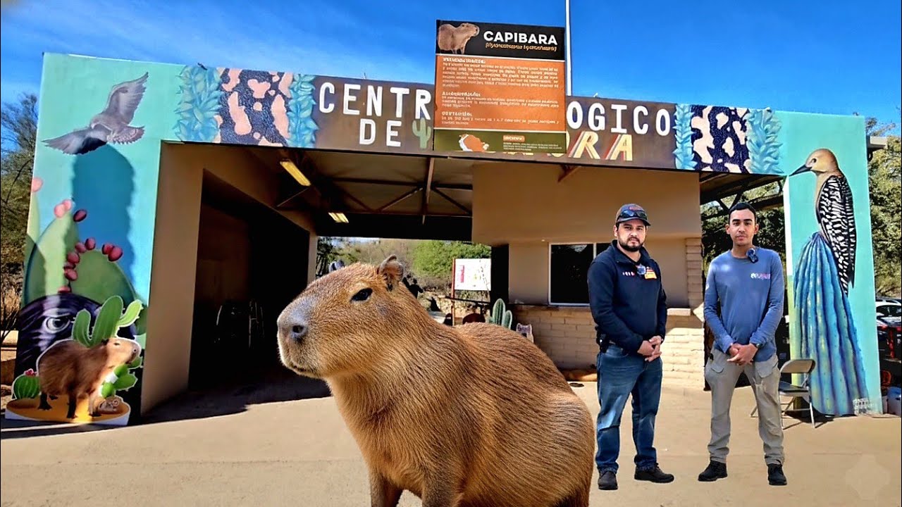¡CONOCIMOS AL CAPIBARA! El gigante más amable en Hermosillo.