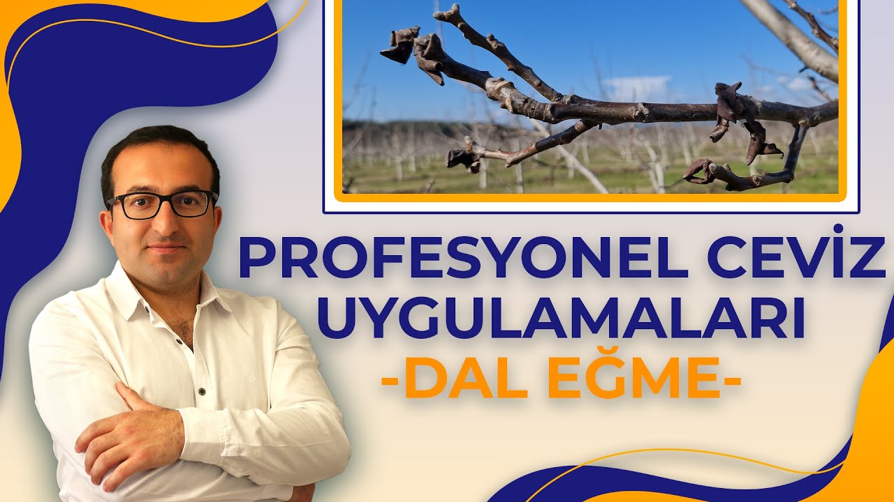 PROFESYONEL CEVİZ YETİŞTİRİCİLİĞİ; DAL EĞME