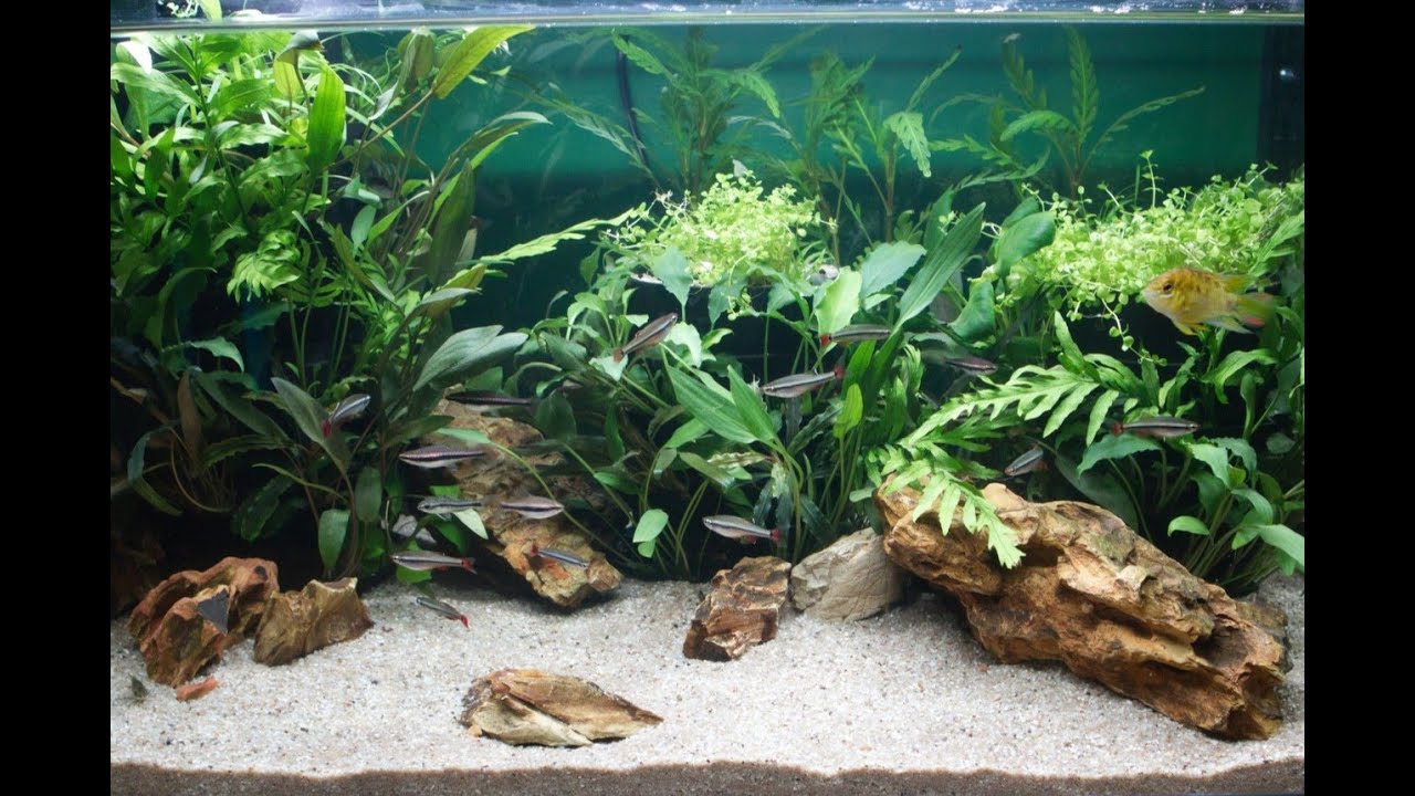 Aquarium Build - Habistax Jungle Towers (Nano Dwarf Cichlid Community)