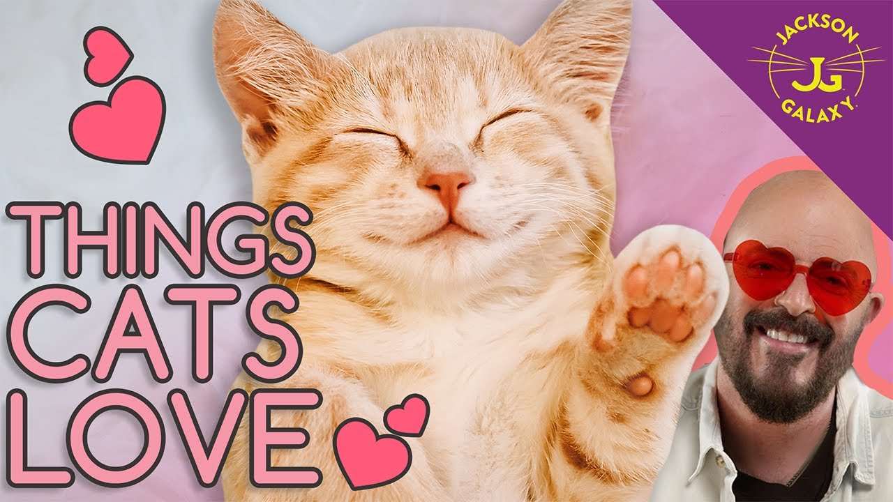 10 вещей, которые ваши кошки любят больше всего!