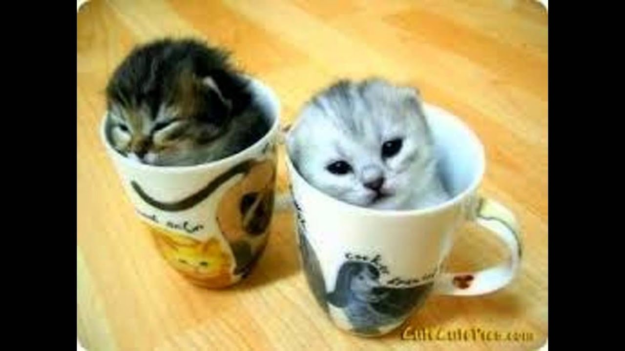 Cute Fuzzy Cats