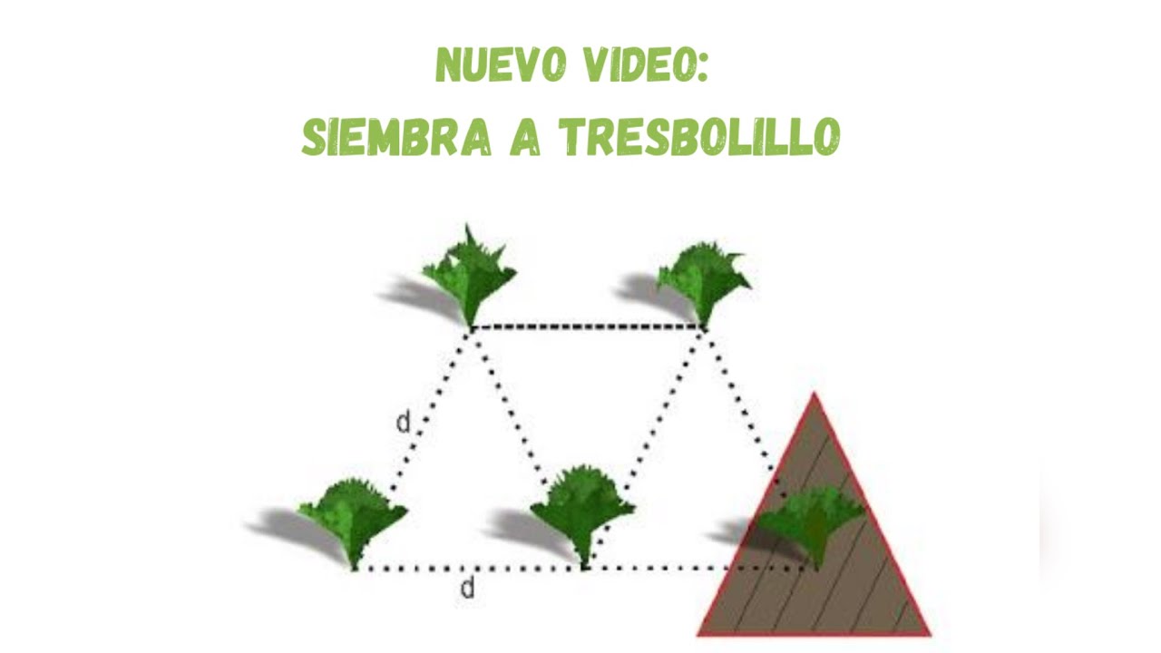 Siembra a tresbolillos - Cálculos de densidad de siembra y guía para establecer en campo 🧑‍🌾✅
