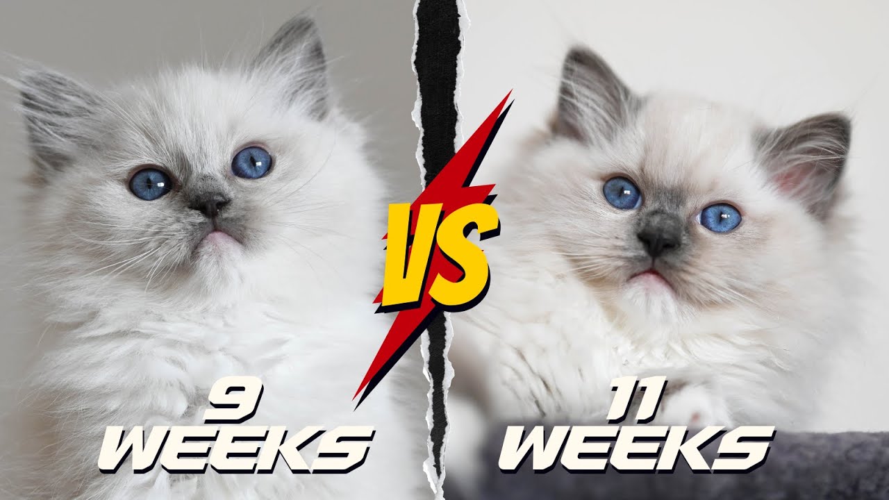Introducing our Ragdoll Kittens 🐱 So Cute