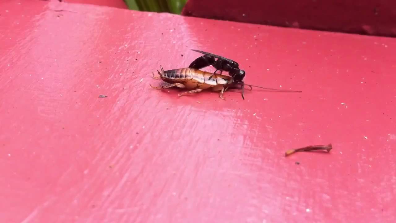Solitary Wasp vs Cockroach