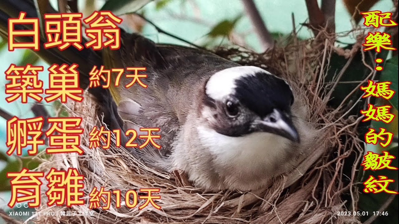 白頭翁築巢_孵蛋_育雛