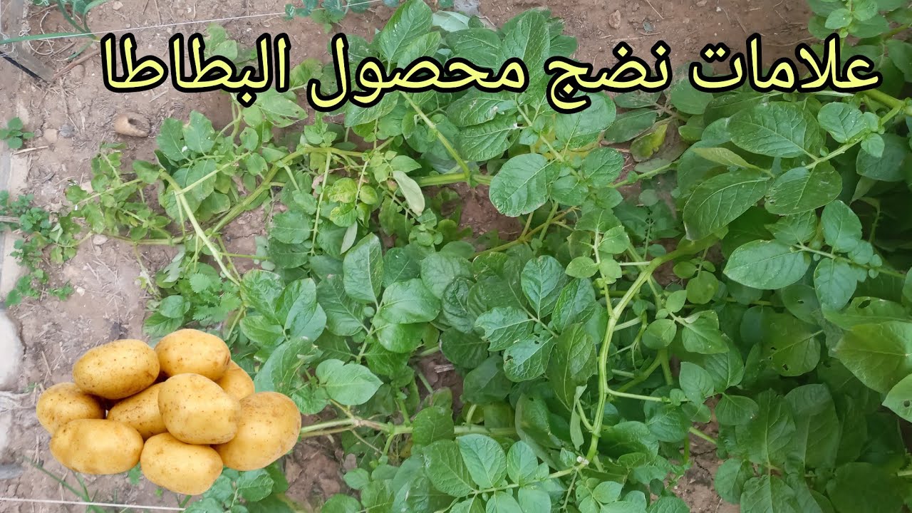 علامات نضج محصول البطاطا | متى اقوم بإزالة المحصول | وشئ واحد لازم تقوم بيها في هذه المرحلة مهم جدا