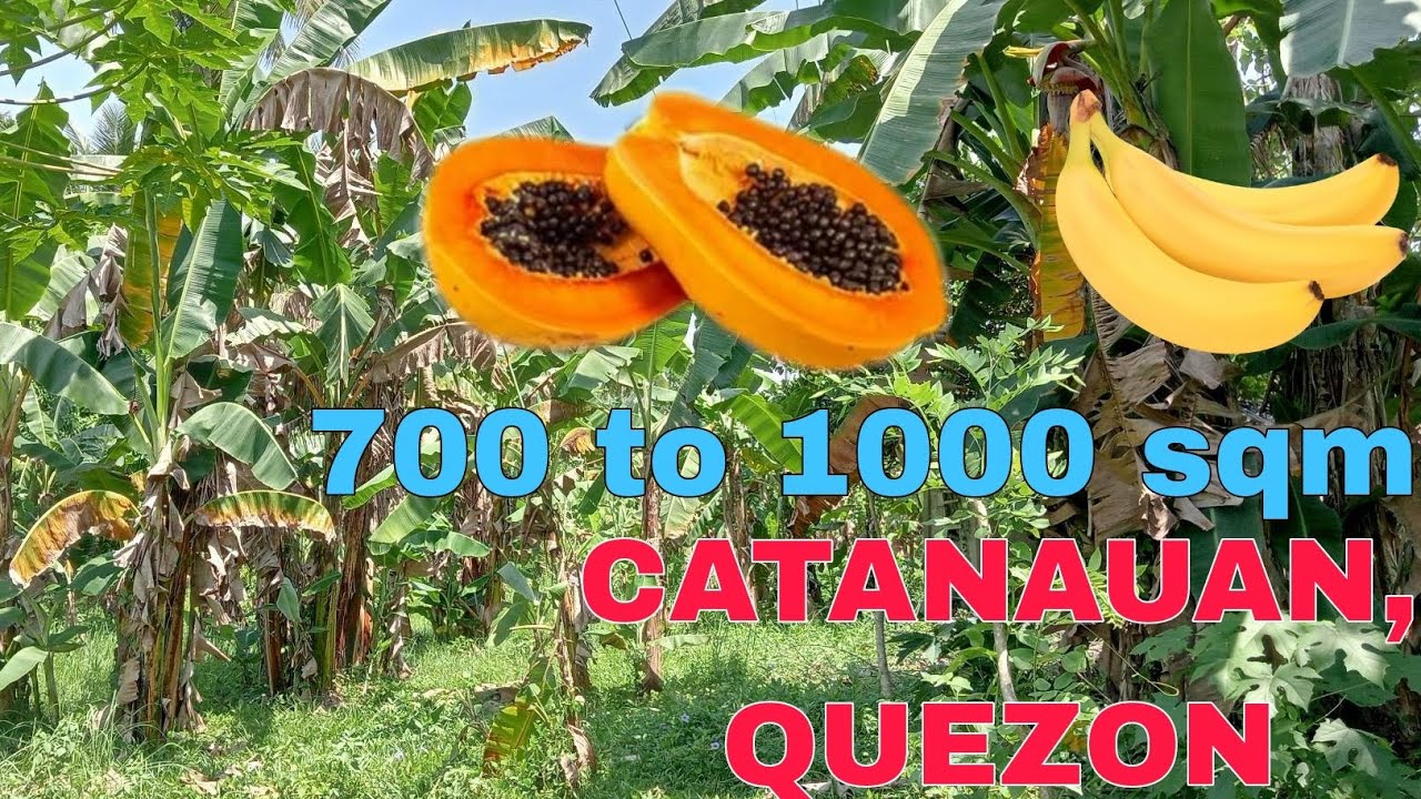 #16A-242 Catanauan, Quezon| Banana farm| Titled