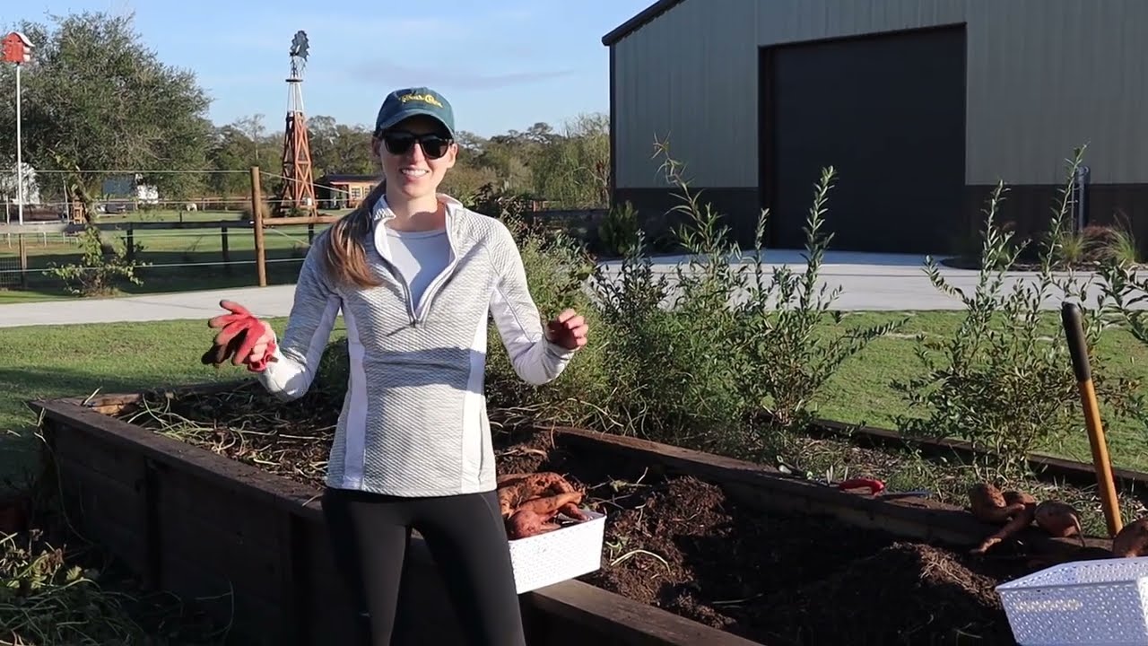 How to Harvest Sweet Potatoes!