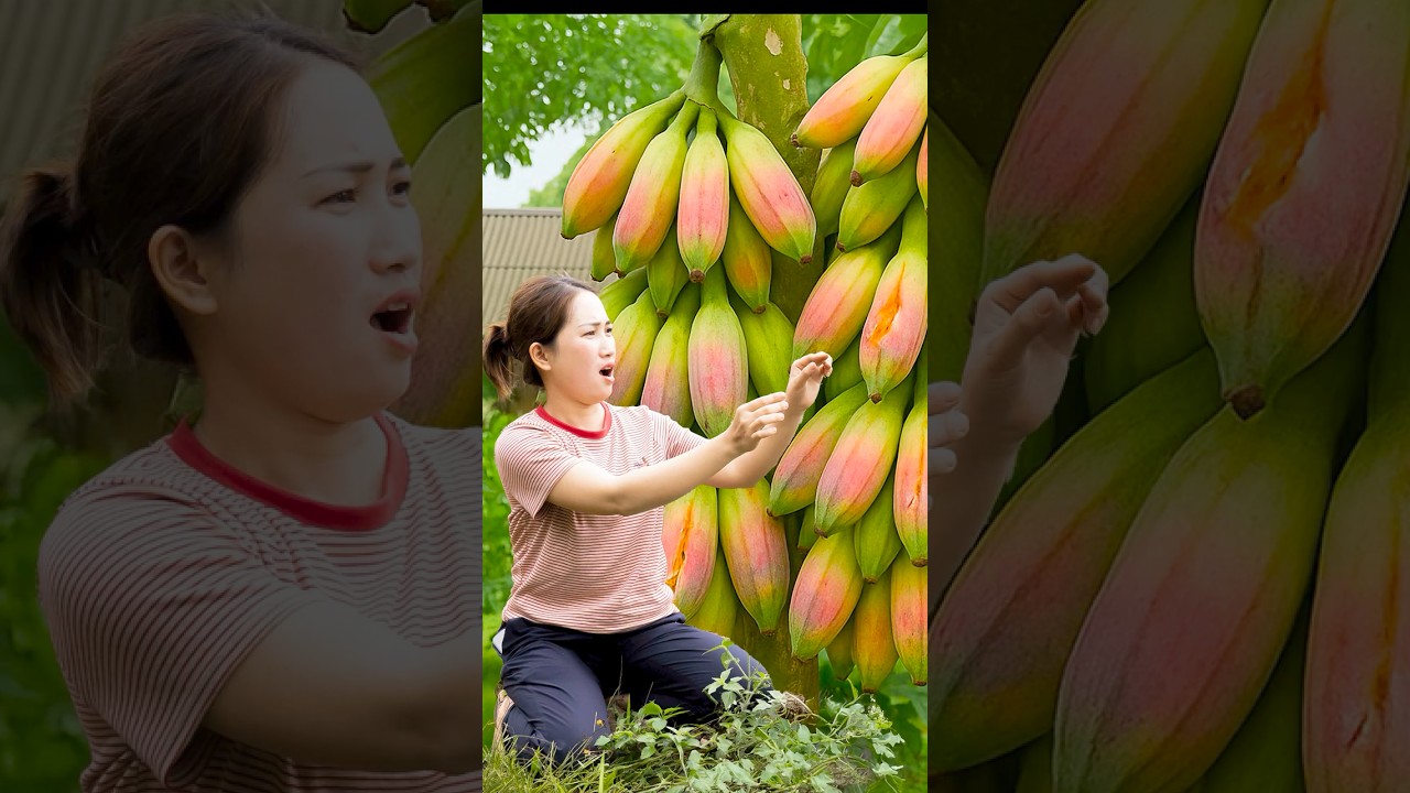 Harvest hybrid papaya to sell &ndash; make a lot of money from harvesting papaya