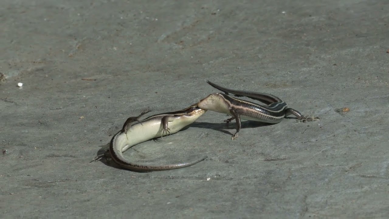 Battle of the Lizards