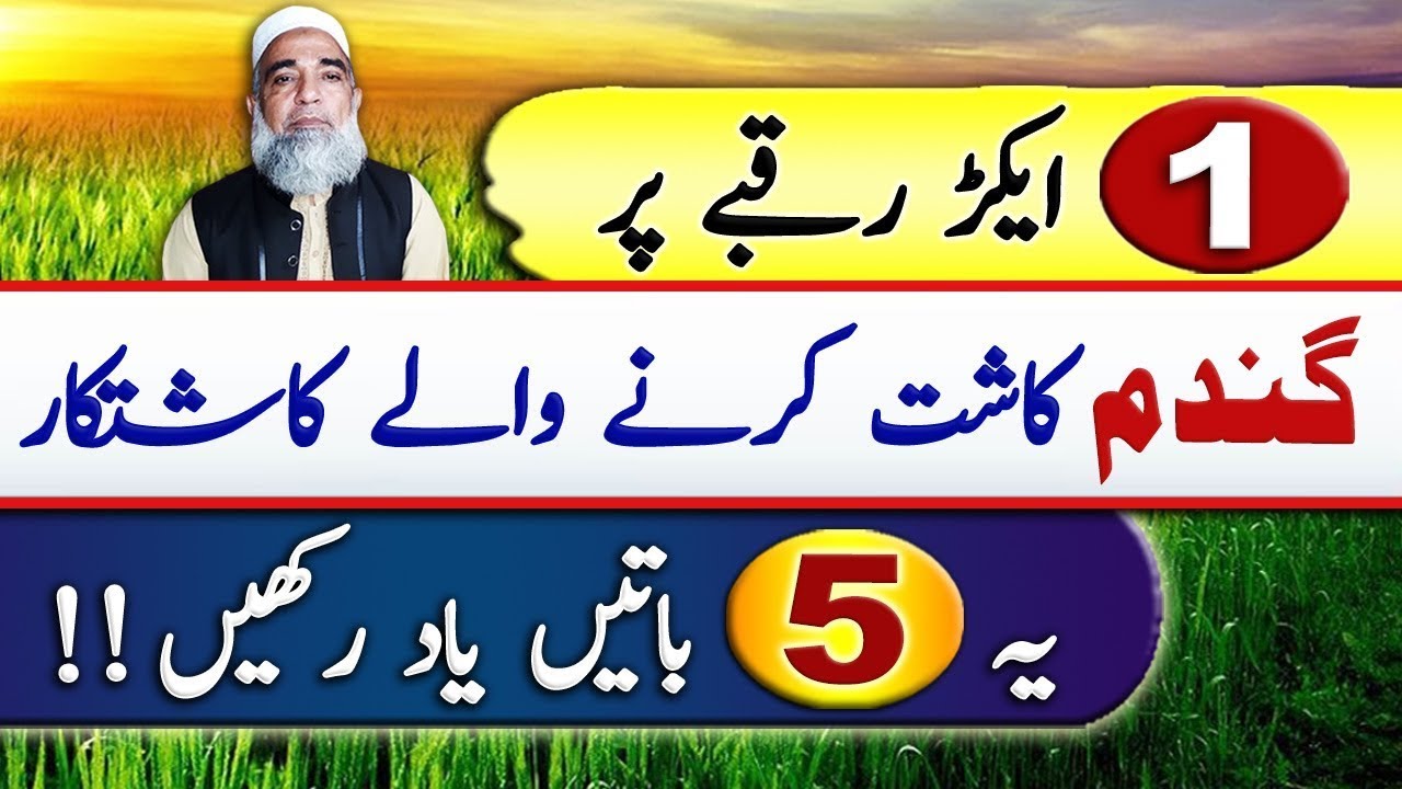 Tips for small growers of wheat || Crop Reformer