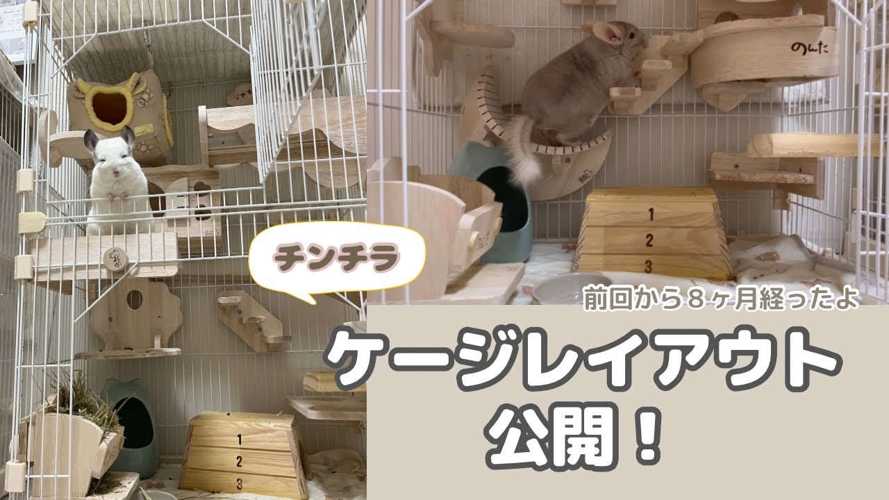 前回から８ヶ月、最新ケージレイアウト【チンチラのいる暮らし】