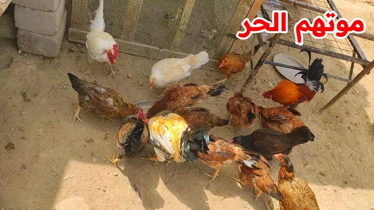 يوميات الدجاج 🐔 شوفو الكتاكيت وين ينامون 😂 بعت الكتاكيت العرب