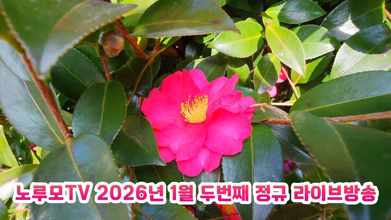 노루모TV (오지산골다큐 자동차여행) 라이브 방송