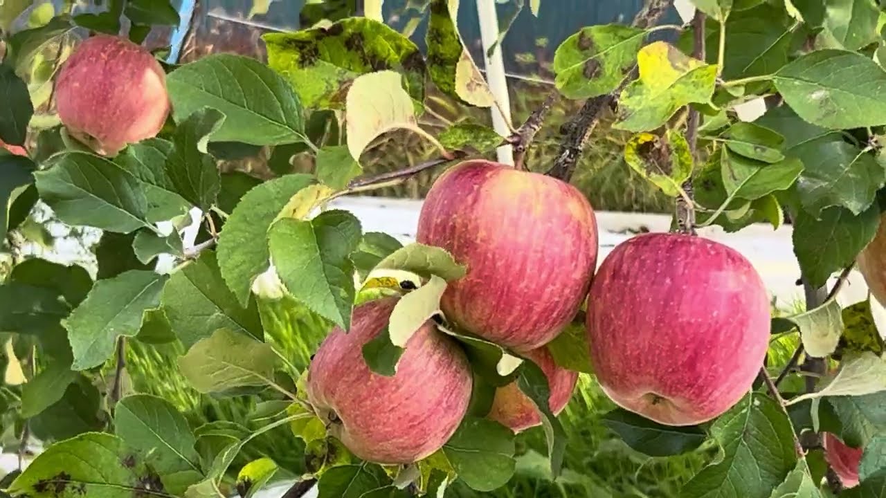 জাপানের আপেল গ্রাম । Japanese Apple Village | Beautiful Nature | Travelingvlog | Bengali Vlog 