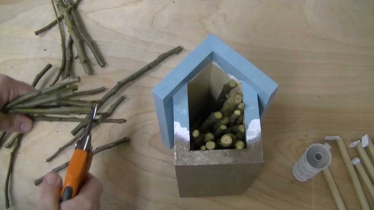 Introduction to Mason Bees