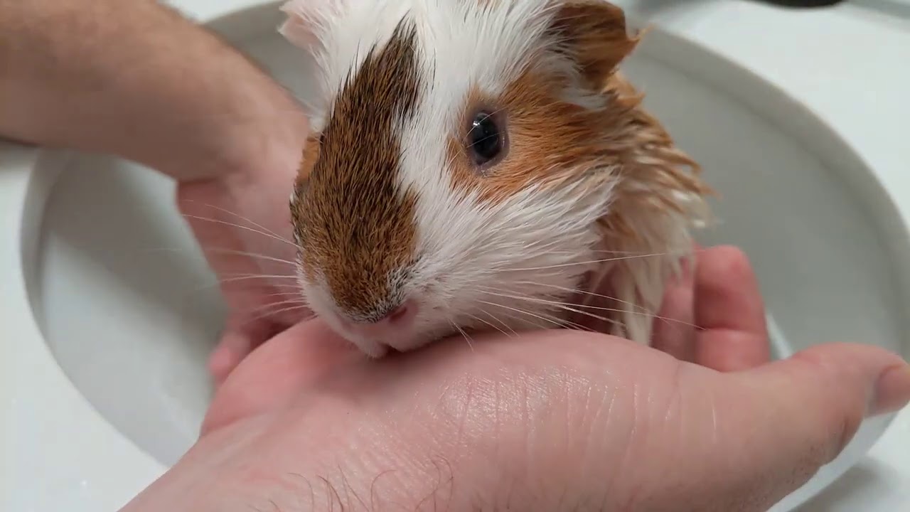 I Give My Stinky Guinea Pig A Bath