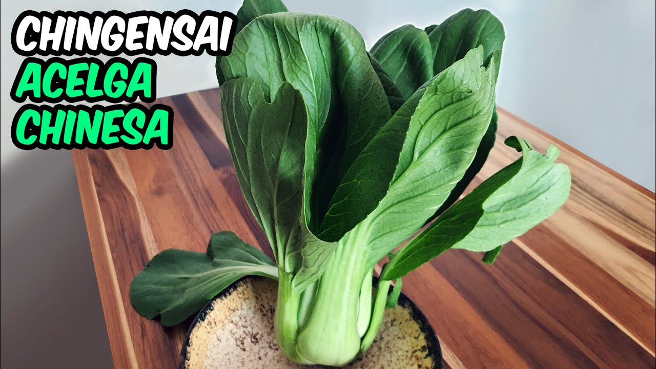 VOCÊ VAI ADORAR | Como preparar BOK CHOY - Chingensai - Acelga Chinesa