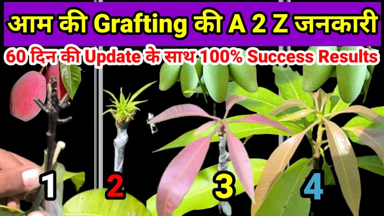 क्यों हो जाती है आम की Grafting Failed | Nursery वाले कैसे करते हैं आम की Grafting | Mango