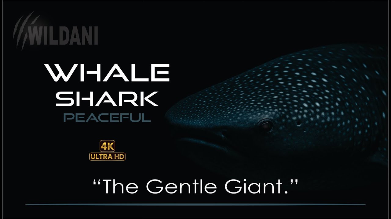 🐋 Whale Shark – The Gentle Giant of the Deep | Wildani