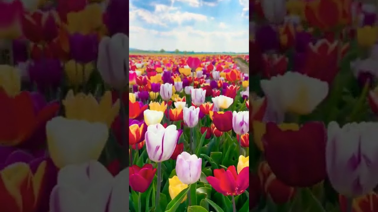 Tulip fields in Grevenbroich 🇩🇪 Germany