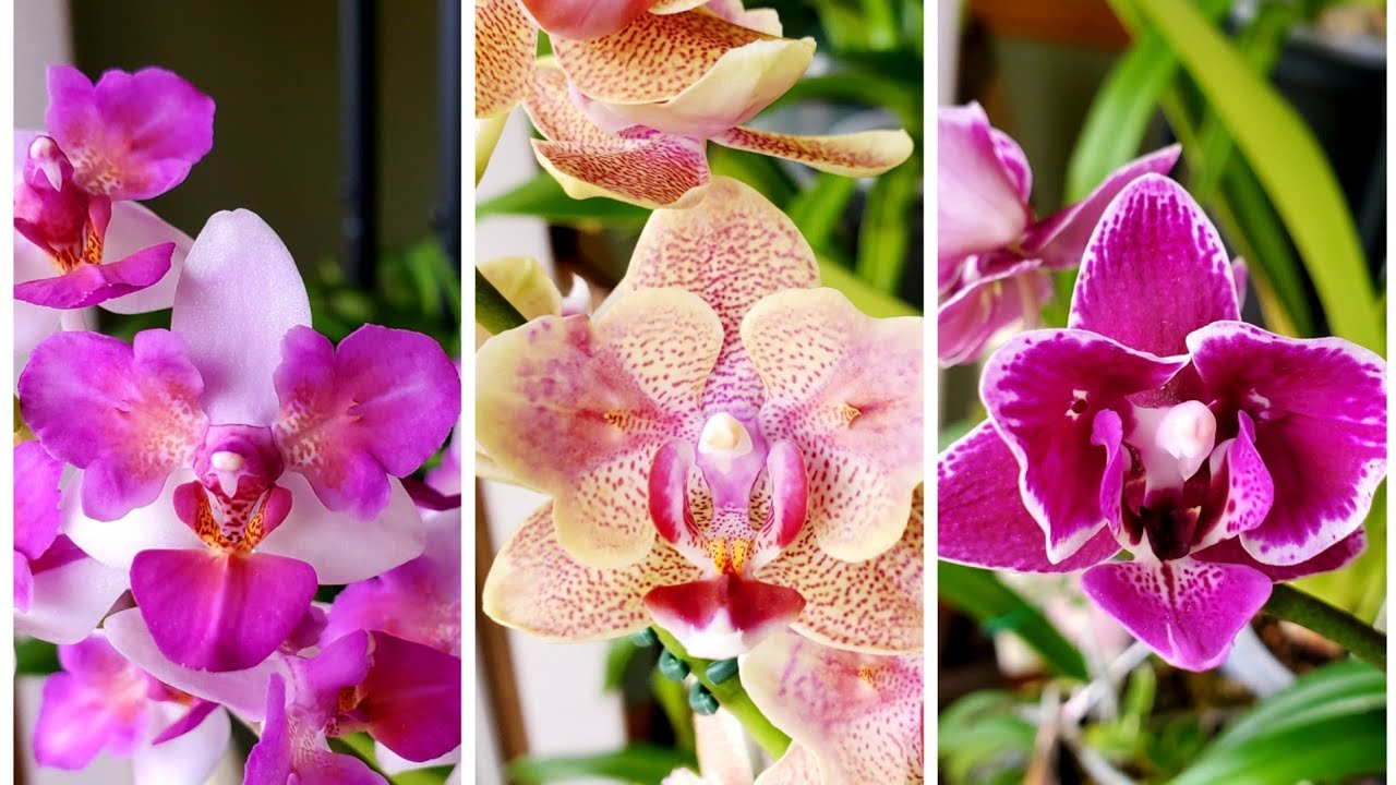 美丽独特的三唇蝴蝶兰 Peloric phalaenopsis