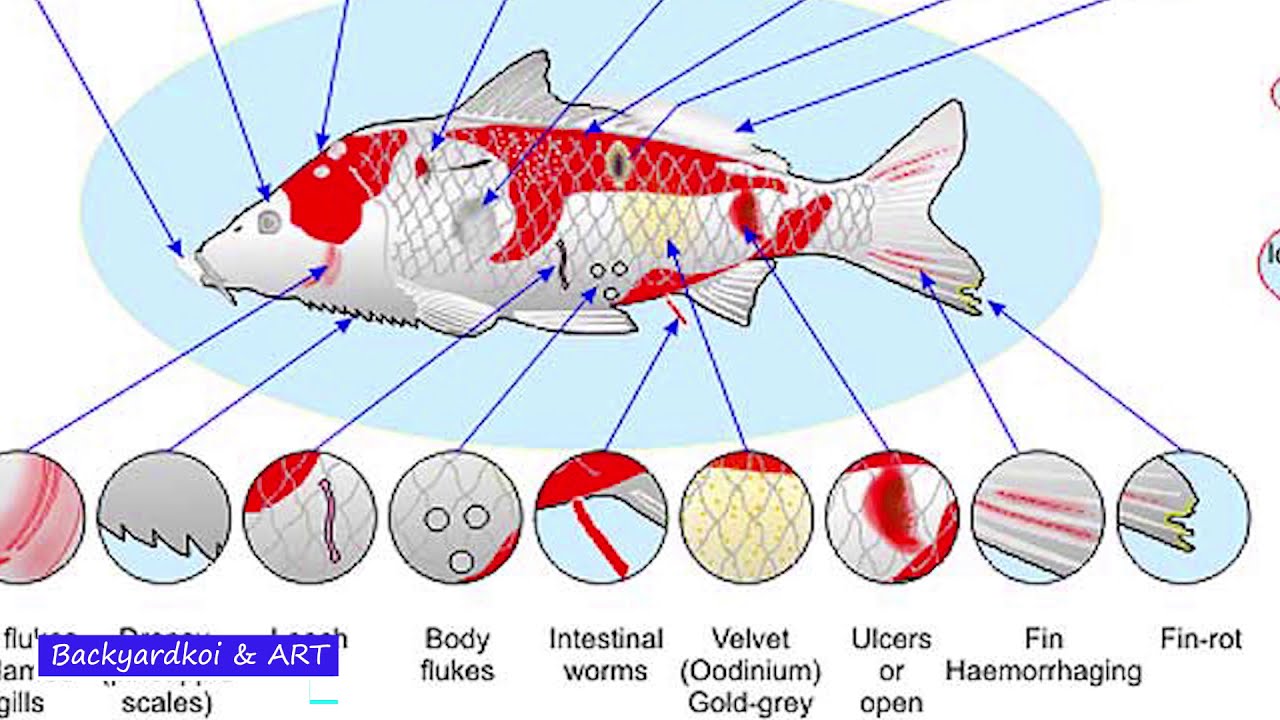 Types of pond parasite | pond care | parasites medication | ways how to deal with parasites in pond