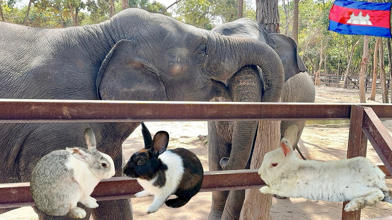 A Relaxing Visit to Phnom Tamao Zoo | Elephants Champa & Romdoul, Rabbits & Family Fun.