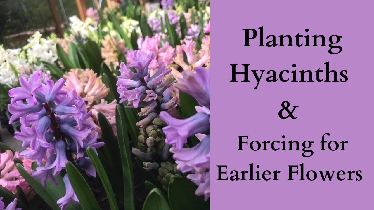 How To Plant Hyacinth Bulbs & Forcing For Earlier Flowers