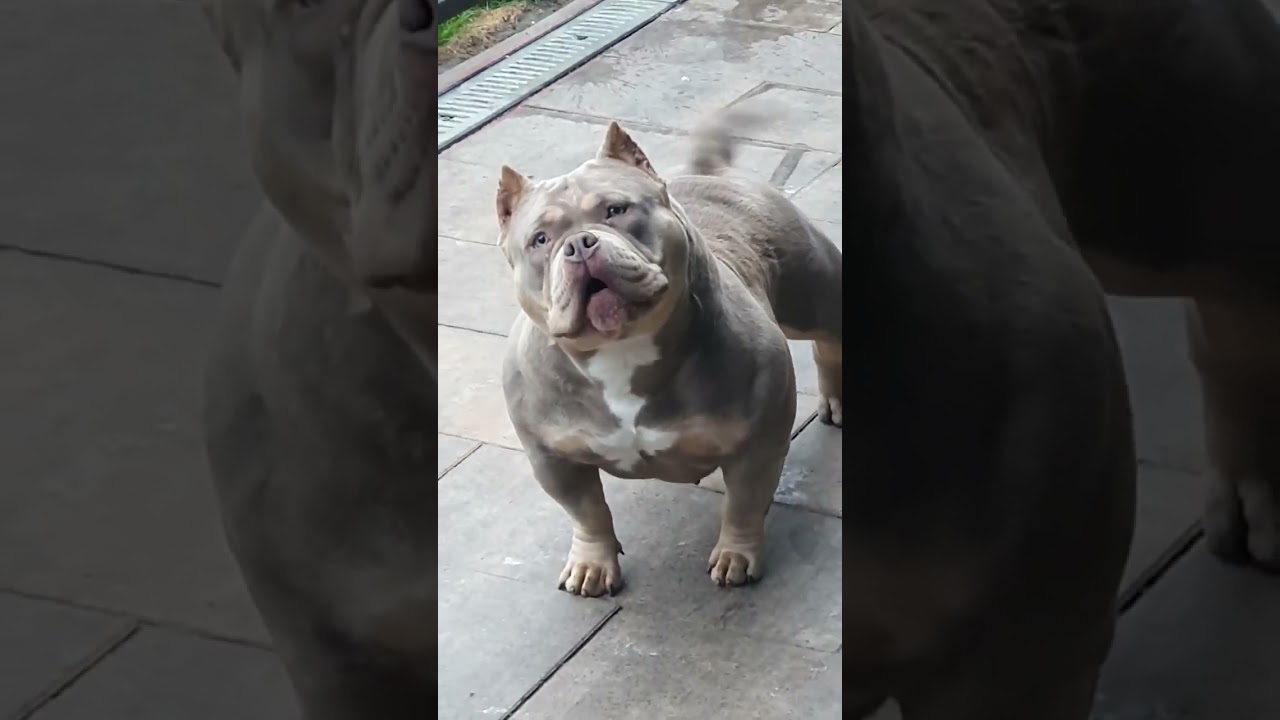 So dangerous 😈👿👿 America bully dog angry barking sound #shorts #americanbully #angrydog #dangerous