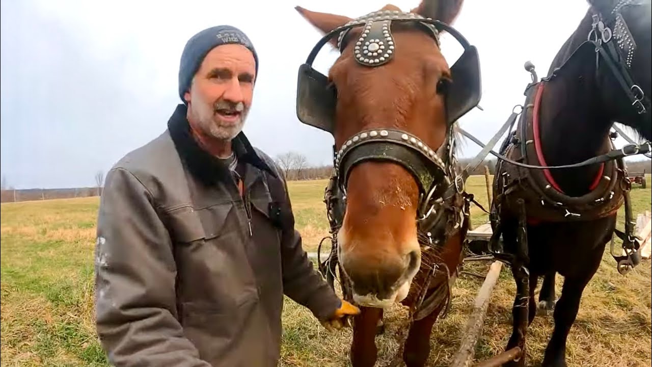 GOTTA LOVE THOSE SUFFOLK PUNCH DRAFT HORSES!!!! // Draft Horse Training #411