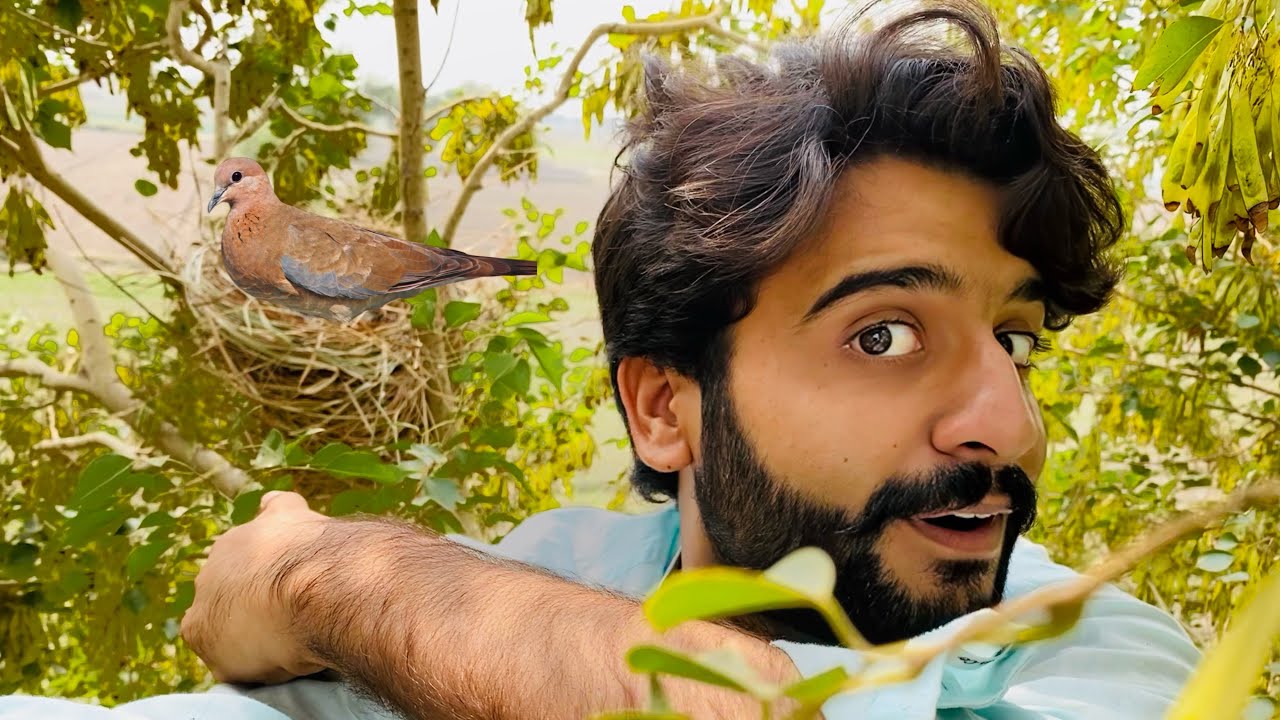Dove pakr ly 🥰| Dove catch from nest | Apna Dihat