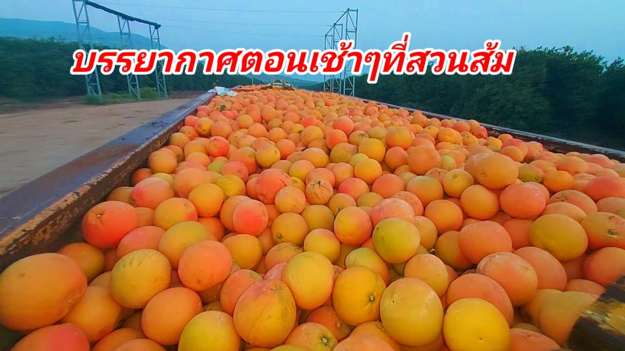 แรงงานไทยในประเทศอิสราเอล งานเหมากับงานรายวันแตกต่างกันยังไง